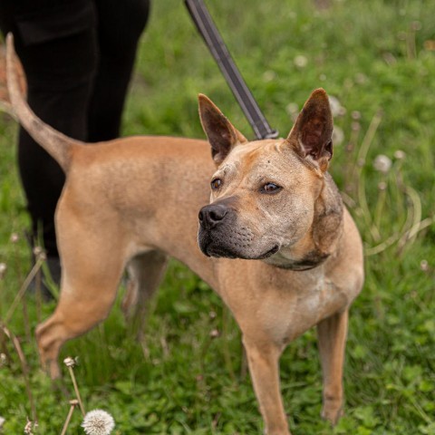 Daisy, an adoptable Mixed Breed in West Des Moines, IA, 50265 | Photo Image 6