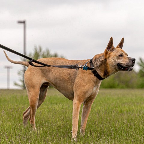 Daisy, an adoptable Mixed Breed in West Des Moines, IA, 50265 | Photo Image 6