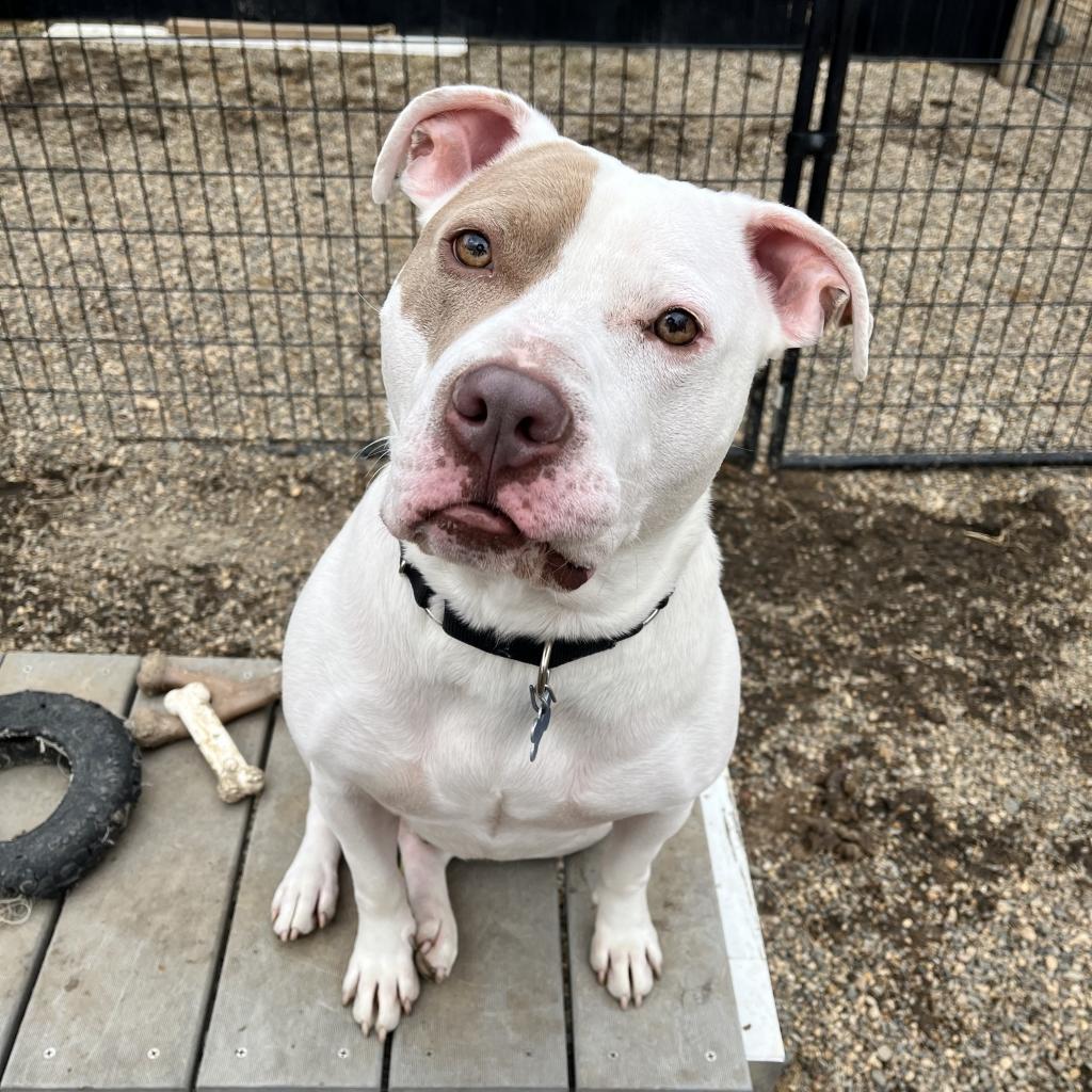 Chance, an adoptable Terrier in West Des Moines, IA, 50265 | Photo Image 1
