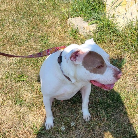 Chance, an adoptable Terrier in West Des Moines, IA, 50265 | Photo Image 2