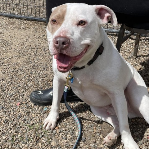 Chance, an adoptable Terrier in West Des Moines, IA, 50265 | Photo Image 2