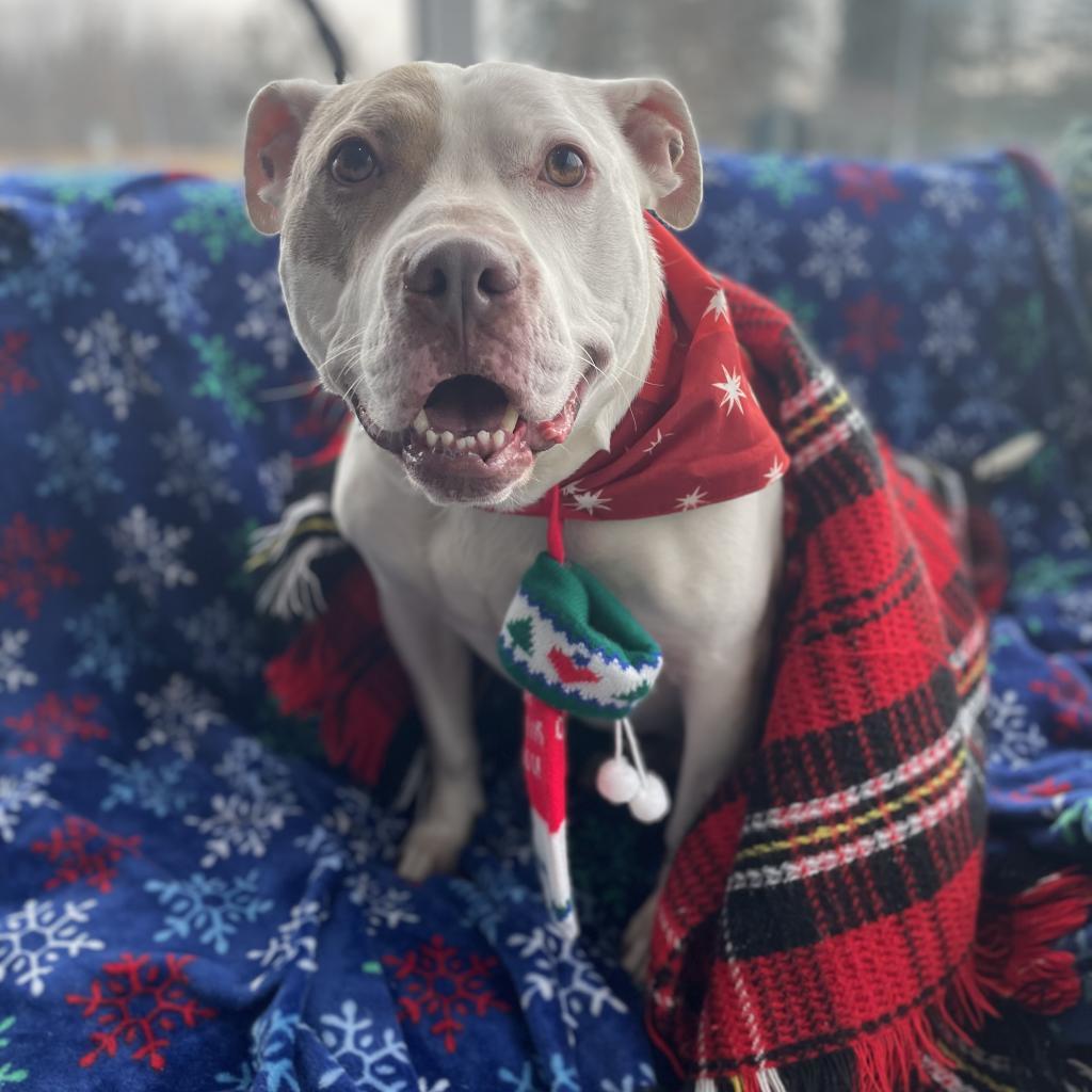 Chance, an adoptable Terrier in West Des Moines, IA, 50265 | Photo Image 2