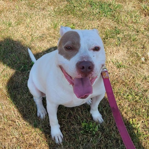 Chance, an adoptable Terrier in West Des Moines, IA, 50265 | Photo Image 3