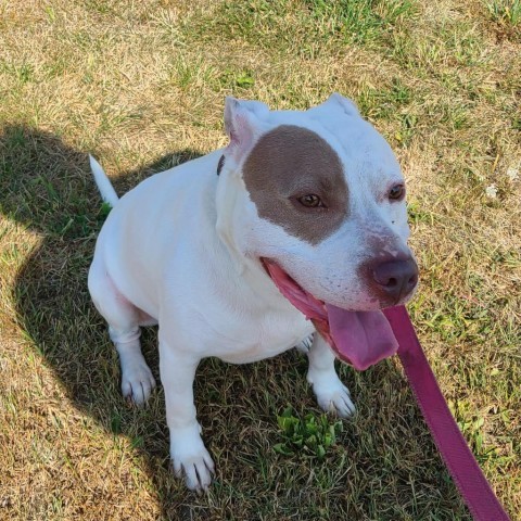 Chance, an adoptable Terrier in West Des Moines, IA, 50265 | Photo Image 4