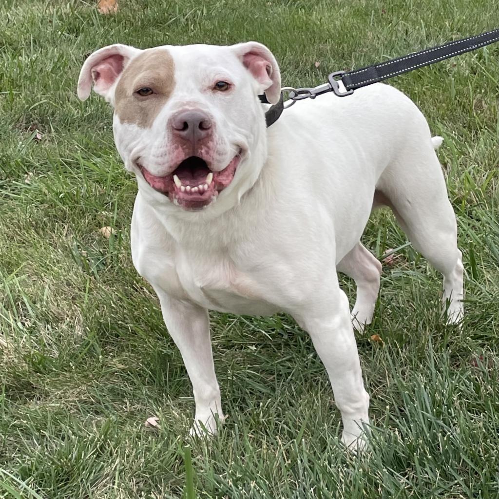 Chance, an adoptable Terrier in West Des Moines, IA, 50265 | Photo Image 4