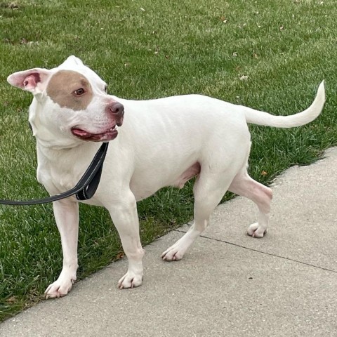 Chance, an adoptable Terrier in West Des Moines, IA, 50265 | Photo Image 5