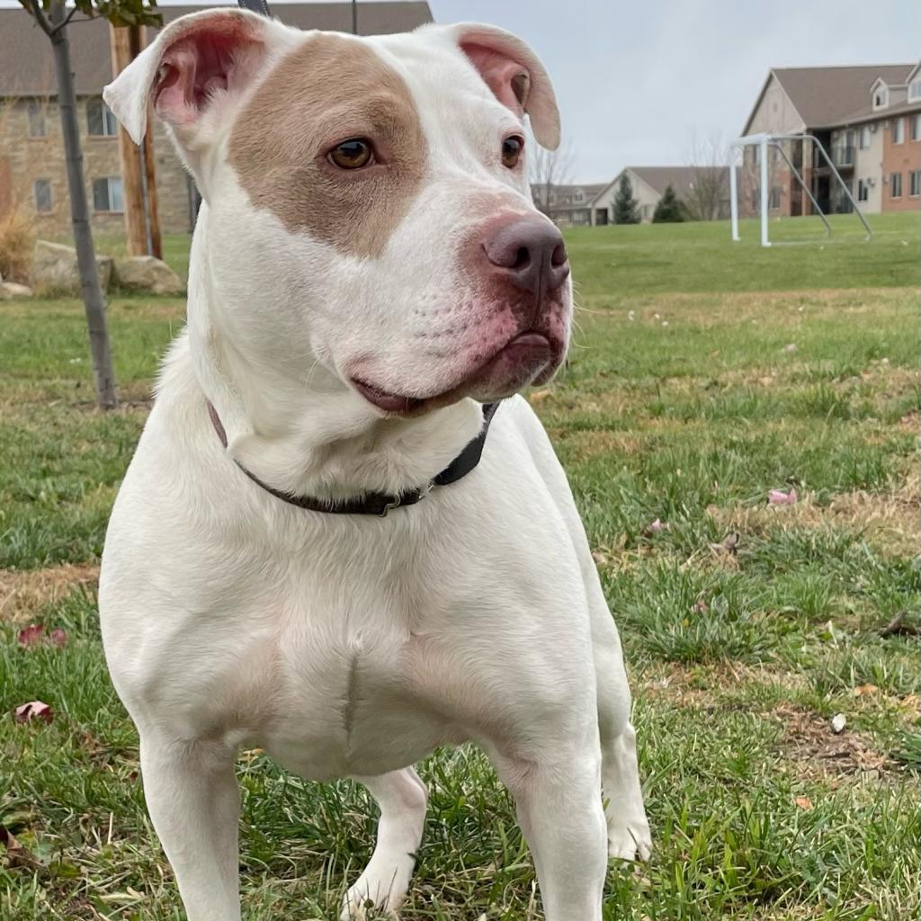 Chance, an adoptable Terrier in West Des Moines, IA, 50265 | Photo Image 5