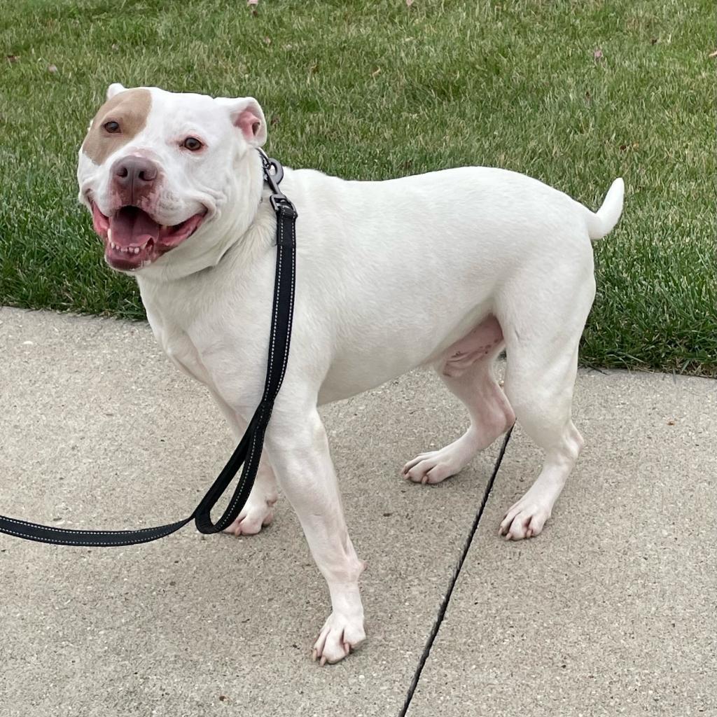 Chance, an adoptable Terrier in West Des Moines, IA, 50265 | Photo Image 6