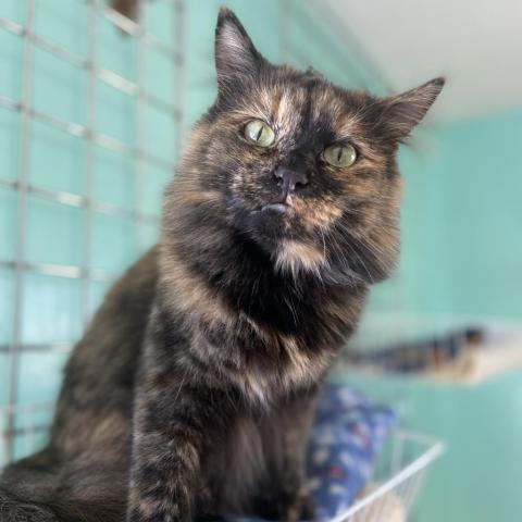 Shira, an adoptable Domestic Long Hair in Tucson, AZ, 85716 | Photo Image 1