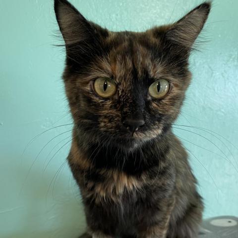 Shira, an adoptable Domestic Long Hair in Tucson, AZ, 85716 | Photo Image 2