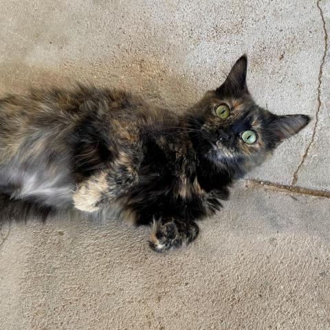 Shira, an adoptable Domestic Long Hair in Tucson, AZ, 85716 | Photo Image 3