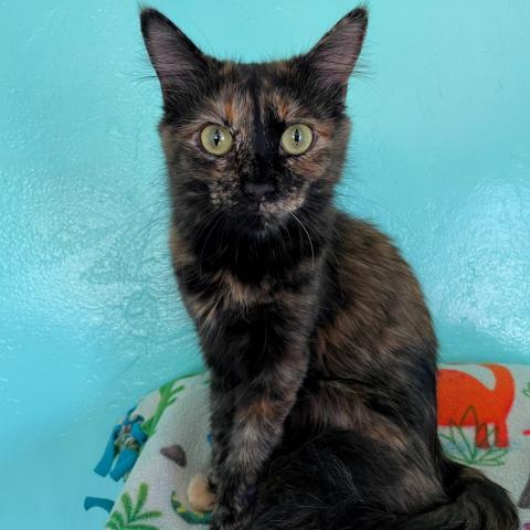 Shira, an adoptable Domestic Long Hair in Tucson, AZ, 85716 | Photo Image 4