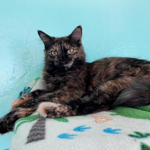 Shira, an adoptable Domestic Long Hair in Tucson, AZ, 85716 | Photo Image 5