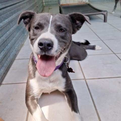 Hailey, an adoptable Border Collie, Mixed Breed in Tucson, AZ, 85716 | Photo Image 1