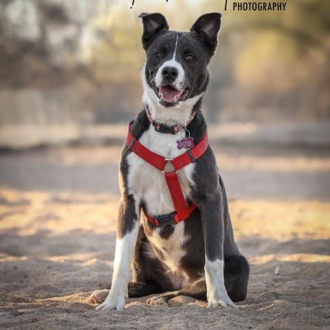 Hailey, an adoptable Border Collie, Mixed Breed in Tucson, AZ, 85716 | Photo Image 3