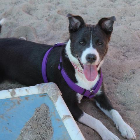 Hailey, an adoptable Border Collie, Mixed Breed in Tucson, AZ, 85716 | Photo Image 4