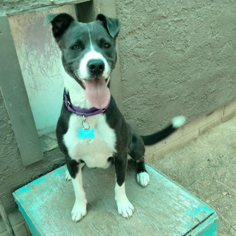 Hailey, an adoptable Border Collie, Mixed Breed in Tucson, AZ, 85716 | Photo Image 5