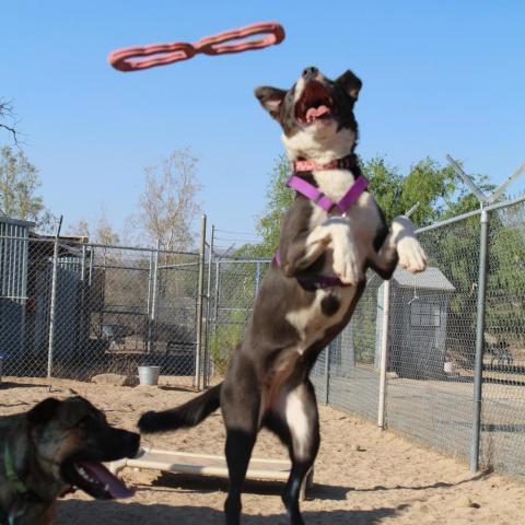 Hailey, an adoptable Border Collie, Mixed Breed in Tucson, AZ, 85716 | Photo Image 5