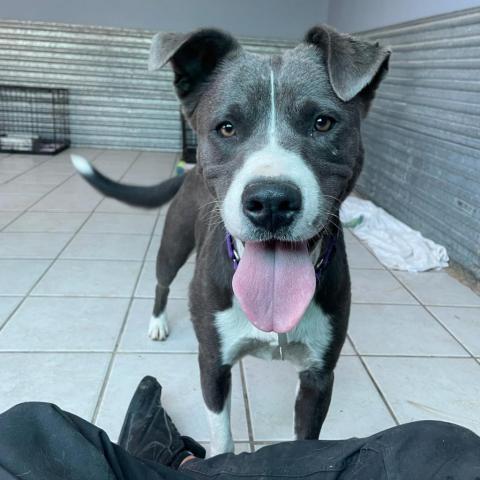 Hailey, an adoptable Border Collie, Mixed Breed in Tucson, AZ, 85716 | Photo Image 6