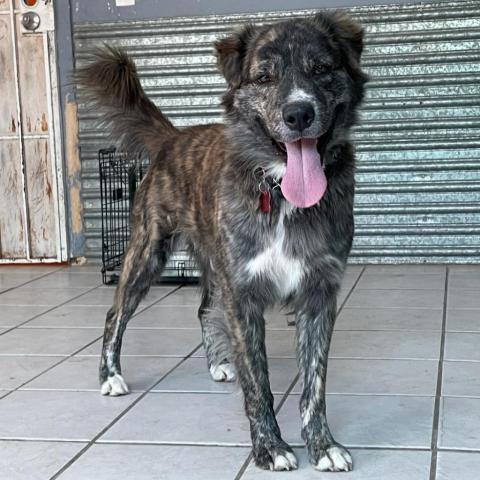 Chance, an adoptable Shepherd, Mixed Breed in Tucson, AZ, 85716 | Photo Image 1