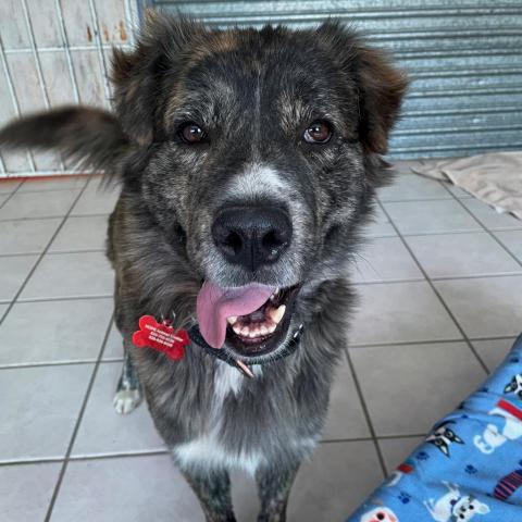 Chance, an adoptable Shepherd, Mixed Breed in Tucson, AZ, 85716 | Photo Image 2