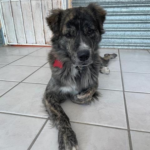 Chance, an adoptable Shepherd, Mixed Breed in Tucson, AZ, 85716 | Photo Image 3