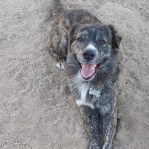 Chance, an adoptable Shepherd, Mixed Breed in Tucson, AZ, 85716 | Photo Image 4