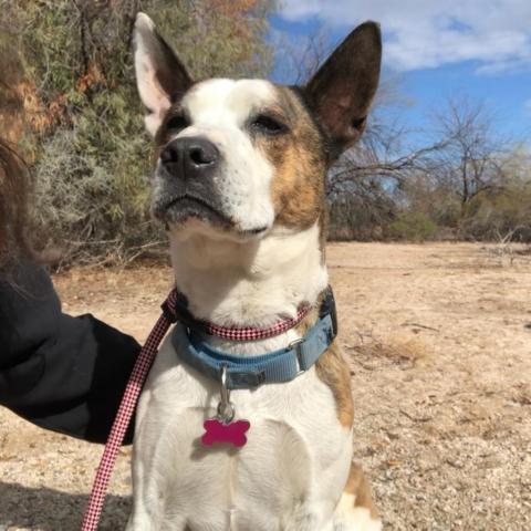 Brax, an adoptable Mixed Breed, Cattle Dog in Tucson, AZ, 85716 | Photo Image 1