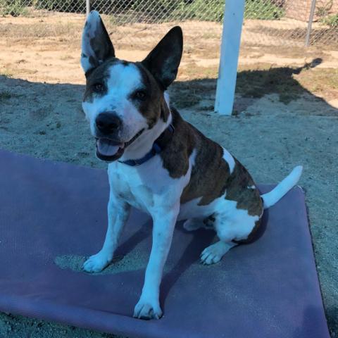 Brax, an adoptable Mixed Breed, Cattle Dog in Tucson, AZ, 85716 | Photo Image 3