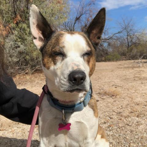 Brax, an adoptable Mixed Breed, Cattle Dog in Tucson, AZ, 85716 | Photo Image 4