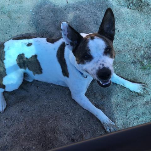 Brax, an adoptable Mixed Breed, Cattle Dog in Tucson, AZ, 85716 | Photo Image 4