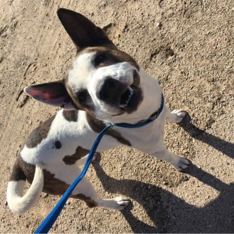 Brax, an adoptable Mixed Breed, Cattle Dog in Tucson, AZ, 85716 | Photo Image 5