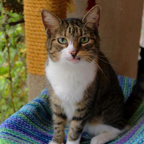 Mavis, an adoptable Domestic Short Hair in Tucson, AZ, 85716 | Photo Image 1