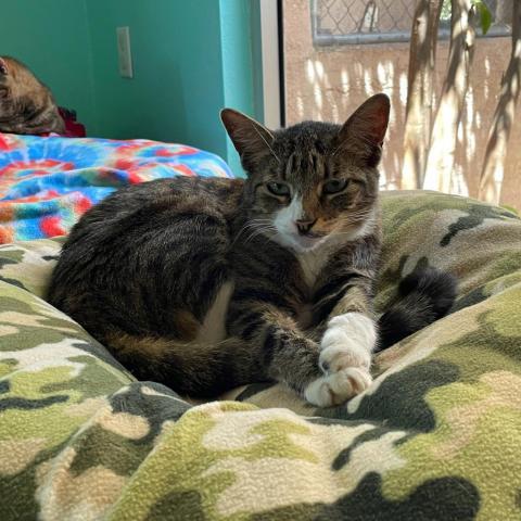 Mavis, an adoptable Domestic Short Hair in Tucson, AZ, 85716 | Photo Image 2