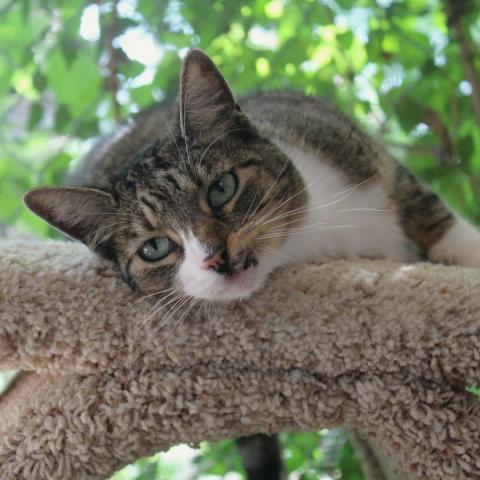 Mavis, an adoptable Domestic Short Hair in Tucson, AZ, 85716 | Photo Image 3