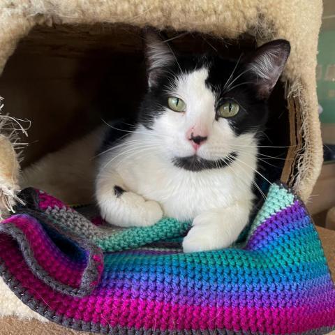 Stella, an adoptable Domestic Short Hair in Tucson, AZ, 85716 | Photo Image 1