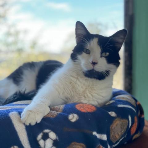 Stella, an adoptable Domestic Short Hair in Tucson, AZ, 85716 | Photo Image 3