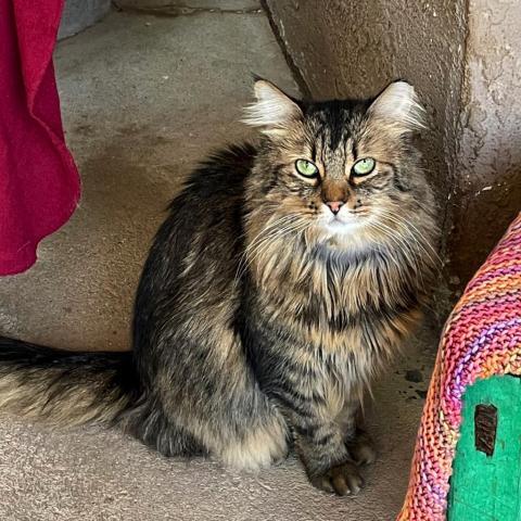 Yasmine, an adoptable Domestic Long Hair in Tucson, AZ, 85716 | Photo Image 1