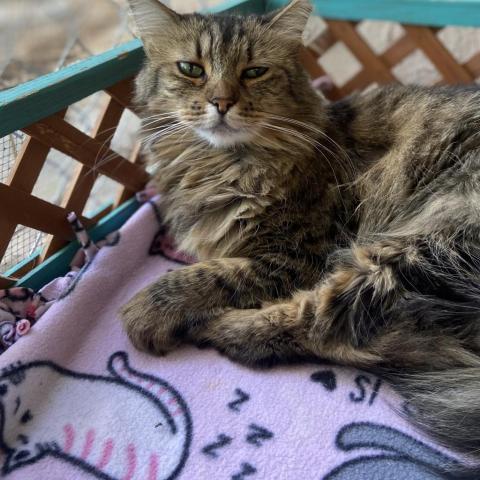 Yasmine, an adoptable Domestic Long Hair in Tucson, AZ, 85716 | Photo Image 2