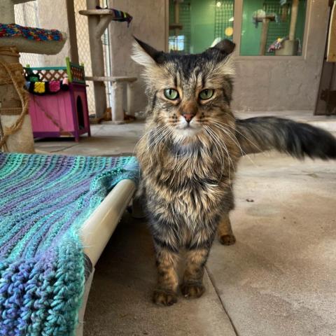 Yasmine, an adoptable Domestic Long Hair in Tucson, AZ, 85716 | Photo Image 3