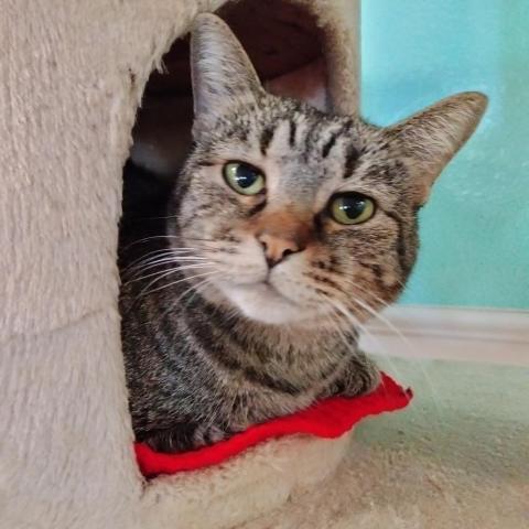 Tobie, an adoptable Domestic Short Hair in Tucson, AZ, 85716 | Photo Image 1