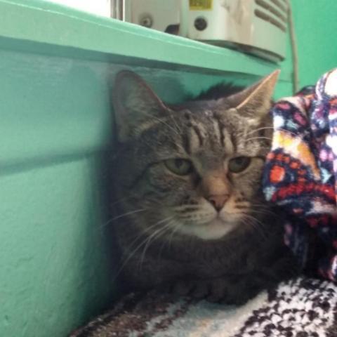 Tobie, an adoptable Domestic Short Hair in Tucson, AZ, 85716 | Photo Image 2