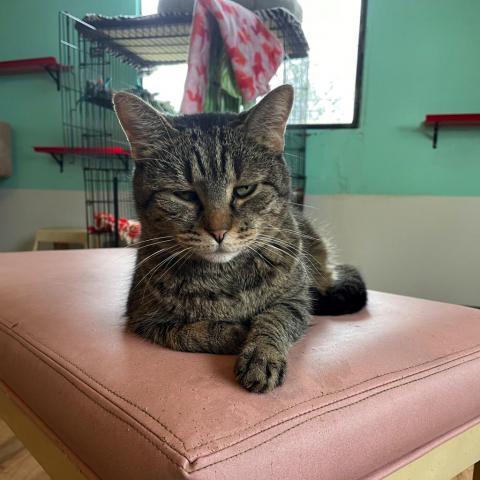 Tobie, an adoptable Domestic Short Hair in Tucson, AZ, 85716 | Photo Image 3