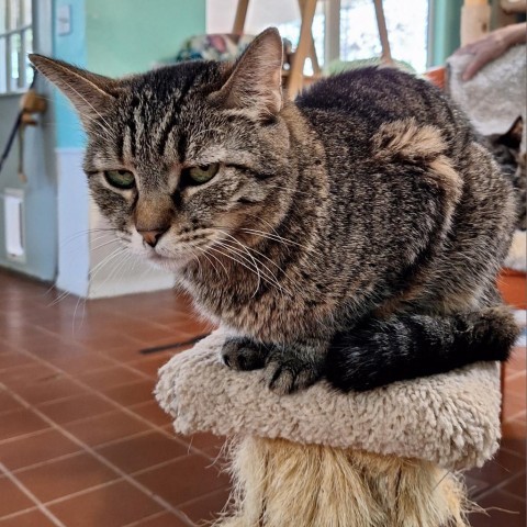 Tobie, an adoptable Domestic Short Hair in Tucson, AZ, 85716 | Photo Image 4