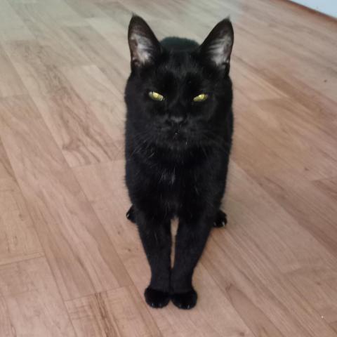 Sammy, an adoptable Domestic Short Hair in Tucson, AZ, 85716 | Photo Image 1