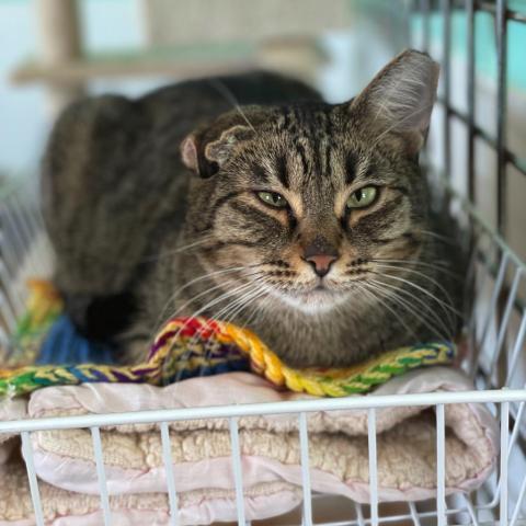 Maddie, an adoptable Domestic Short Hair in Tucson, AZ, 85716 | Photo Image 1