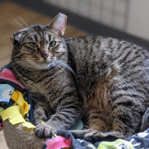 Maddie, an adoptable Domestic Short Hair in Tucson, AZ, 85716 | Photo Image 2