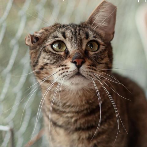 Maddie, an adoptable Domestic Short Hair in Tucson, AZ, 85716 | Photo Image 4