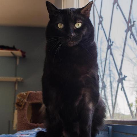 Coco, an adoptable Domestic Short Hair in Tucson, AZ, 85716 | Photo Image 1