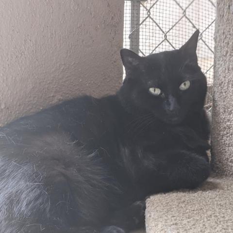 Coco, an adoptable Domestic Short Hair in Tucson, AZ, 85716 | Photo Image 2